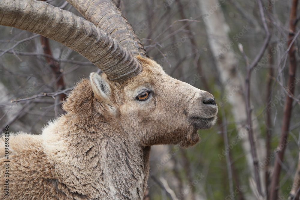 close up of a male steinbock in pontresina, graubuenden, ibex portrait close up - herd of ibexes in grisons, capricorn capra close up of a male steinbock in pontresina, graubuenden, ibex portrait close up - herd of ibexes in grisons, capricorn capra