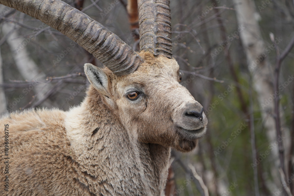 close up of a male steinbock in pontresina, graubuenden, ibex portrait close up - herd of ibexes in grisons, capricorn capra close up of a male steinbock in pontresina, graubuenden, ibex portrait close up - herd of ibexes in grisons, capricorn capra
