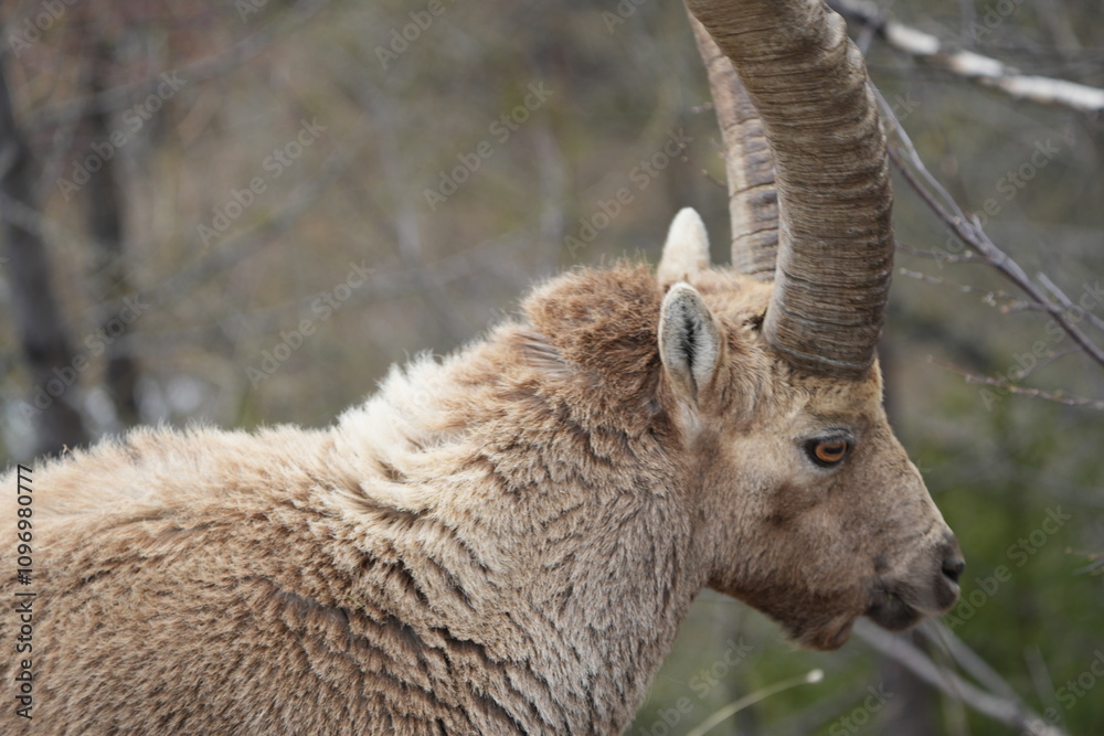 close up of a male steinbock in pontresina, graubuenden, ibex portrait close up - herd of ibexes in grisons, capricorn capra close up of a male steinbock in pontresina, graubuenden, ibex portrait close up - herd of ibexes in grisons, capricorn capra