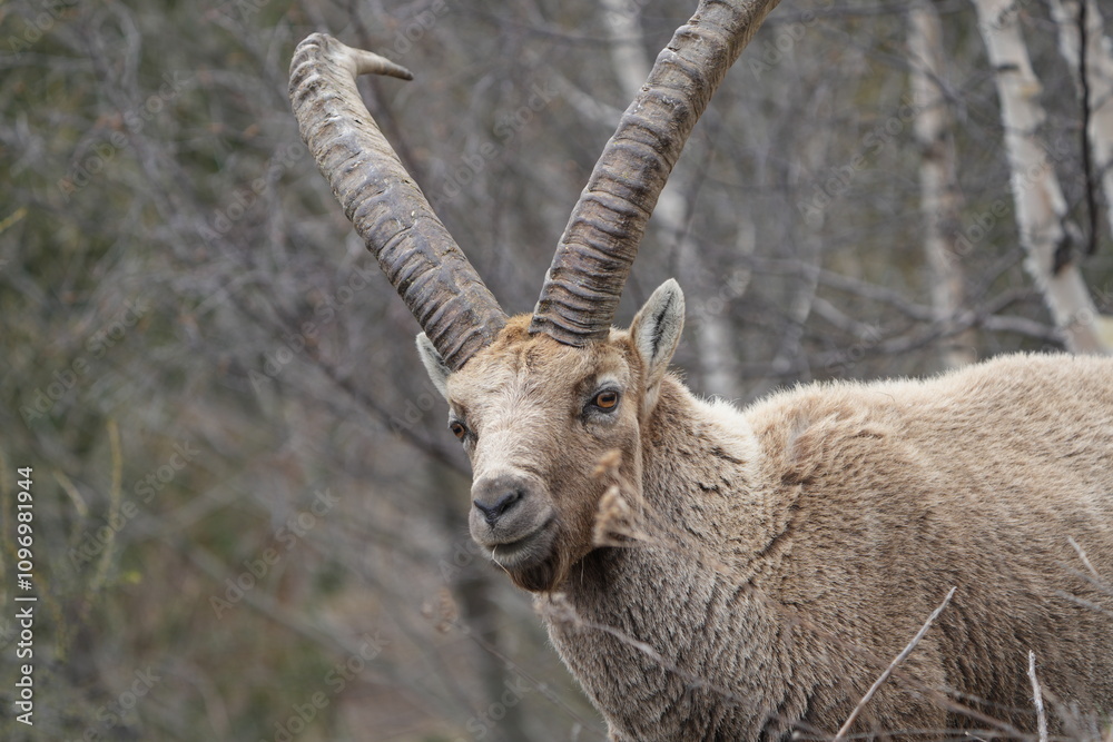 close up of a male steinbock in pontresina, graubuenden, ibex portrait close up - herd of ibexes in grisons, capricorn capra close up of a male steinbock in pontresina, graubuenden, ibex portrait close up - herd of ibexes in grisons, capricorn capra