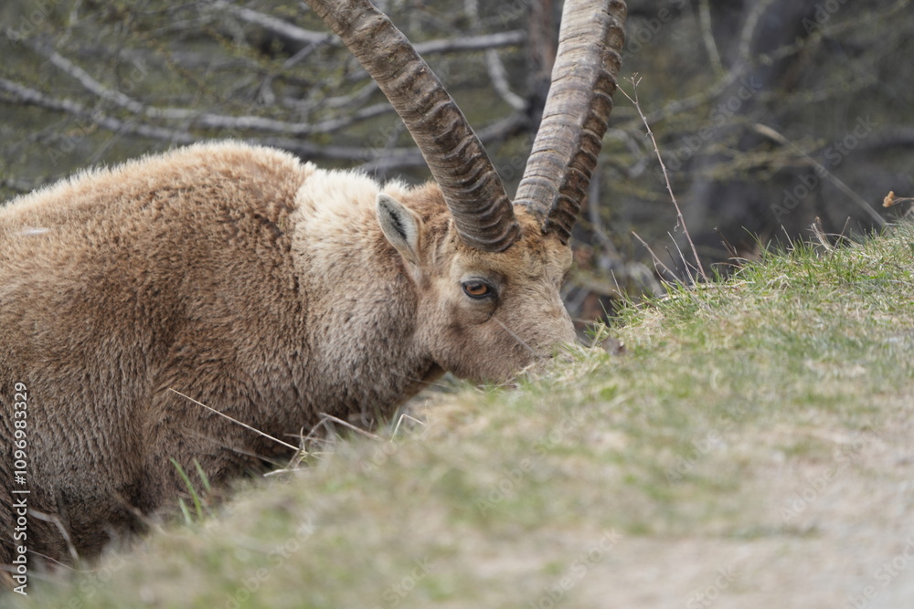 herd of steinbock capricorns grazing in Pontresina, Graubuenden, during summer. Ibex herd. herd of steinbock capricorns grazing in Pontresina, Graubuenden, during summer. Ibex herd.