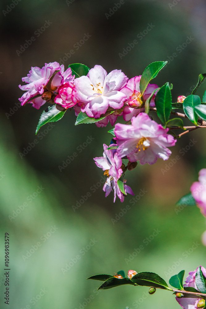 Obraz premium A beautiful brand of pink Camellia flowers in bloom during the winter