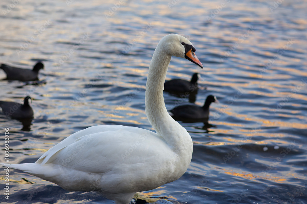 The white swan on the embankment The white swan on the embankment