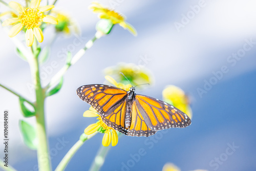 A dreamy picture of a monarch butterfly with spread wings with yellow flowers and an abstract sky in the background