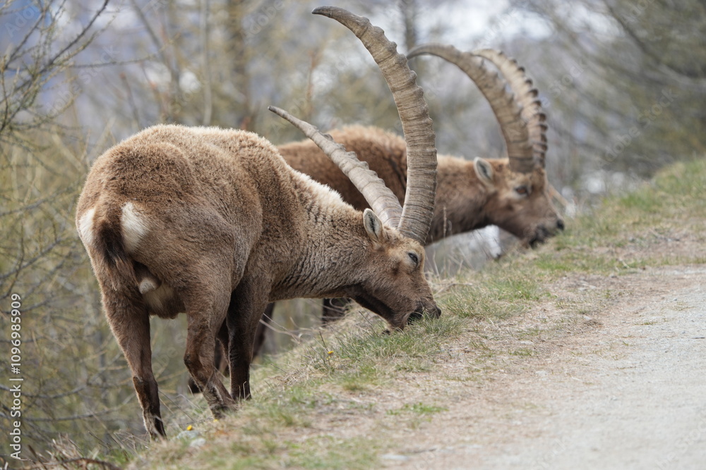 herd of steinbock capricorns grazing in Pontresina, Graubuenden, during summer. Ibex herd. herd of steinbock capricorns grazing in Pontresina, Graubuenden, during summer. Ibex herd.