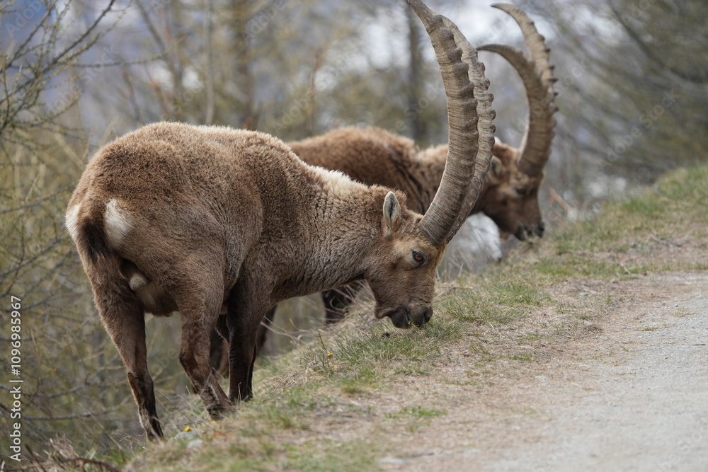 herd of steinbock capricorns grazing in Pontresina, Graubuenden, during summer. Ibex herd. herd of steinbock capricorns grazing in Pontresina, Graubuenden, during summer. Ibex herd.