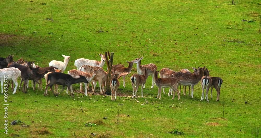 UntiA large group of deer gather in a vibrant green field, calmly grazing on the grass. The scene captures the tranquility of wildlife in their natural habitat during midday.tled Project UntiA large group of deer gather in a vibrant green field, calmly grazing on the grass. The scene captures the tranquility of wildlife in their natural habitat during midday.tled Project