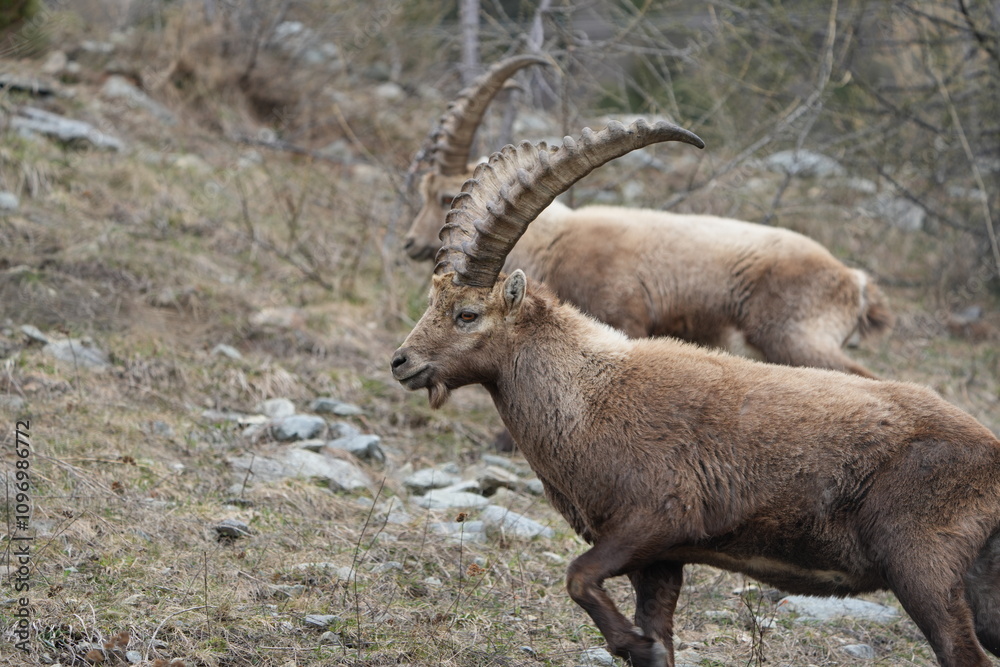 herd of steinbock capricorns grazing in Pontresina, Graubuenden, during summer. Ibex herd. herd of steinbock capricorns grazing in Pontresina, Graubuenden, during summer. Ibex herd.