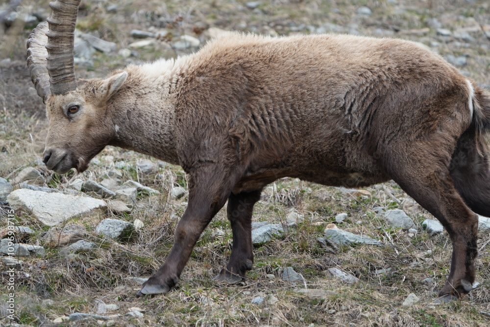 Fototapeta premium herd of steinbock capricorns grazing in Pontresina, Graubuenden, during summer. Ibex herd.