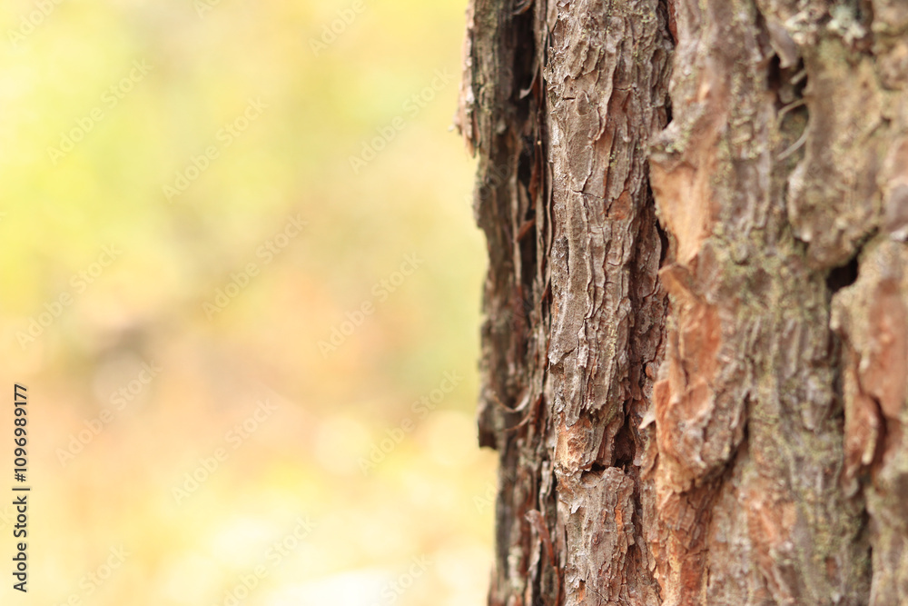 Pine tree, bark close-up. Close-up of pine bark in the forest for a natural background. Nature. Details. Focus on pine tree trunk with blurred background Pine tree, bark close-up. Close-up of pine bark in the forest for a natural background. Nature. Details. Focus on pine tree trunk with blurred background