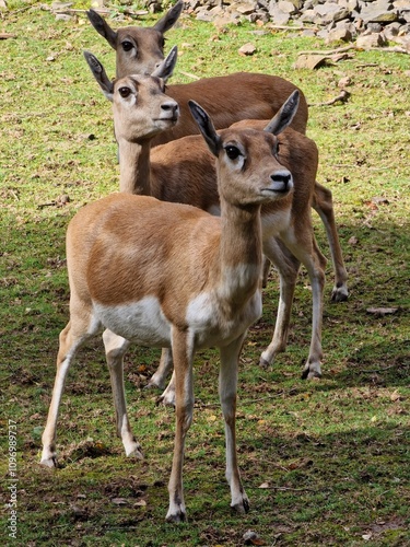 Three antelopes