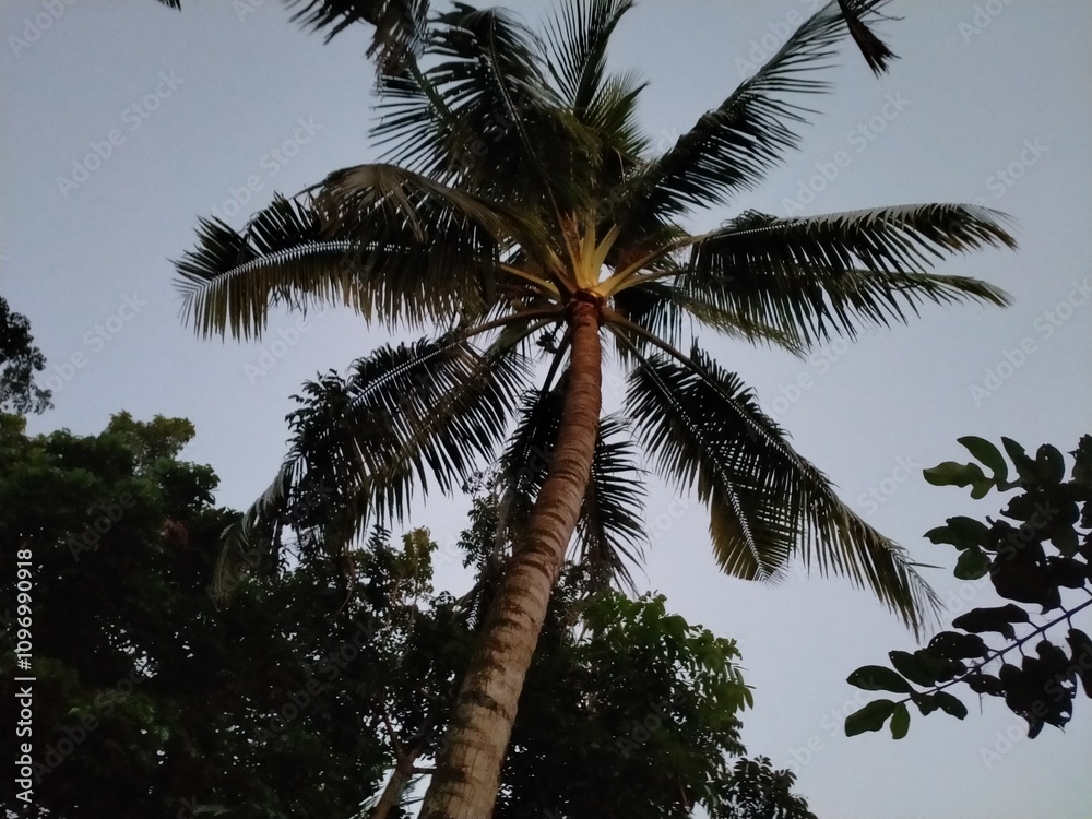 beautiful palm tree leaves in the summer beautiful palm tree leaves in the summer
