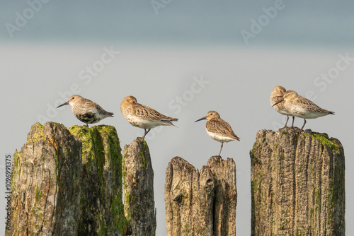 Biegus zmienny (Calidris alpina)