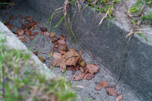 冬の側溝に落ちている高揚した落ち葉 photo