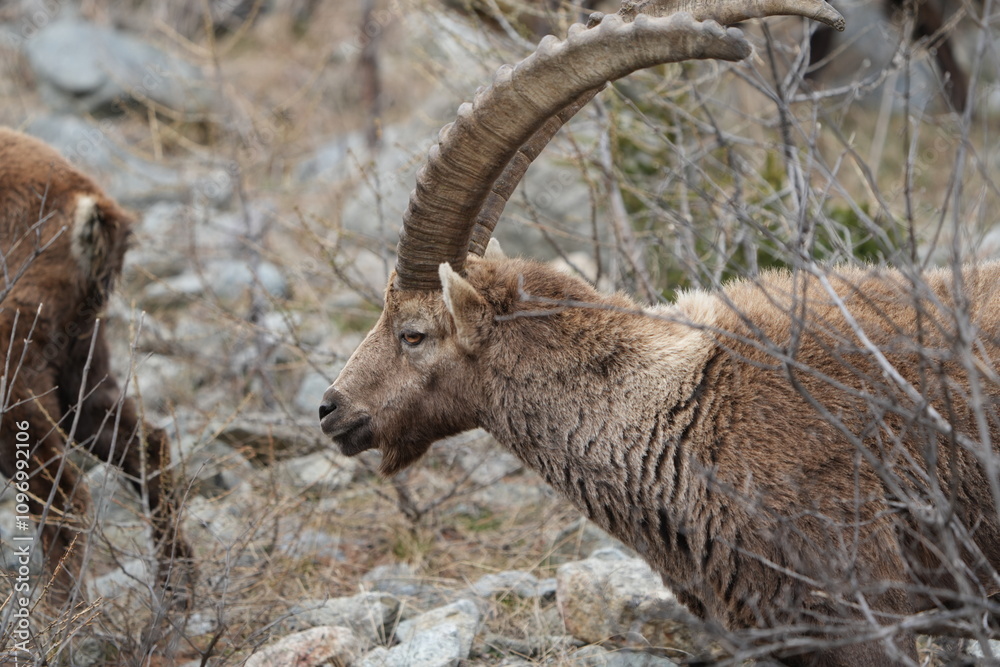 close up of a ibex steinbock in pontresina, graubuenden, ibex portrait close up - herd of ibexes in grisons, capricorn capra close up of a ibex steinbock in pontresina, graubuenden, ibex portrait close up - herd of ibexes in grisons, capricorn capra