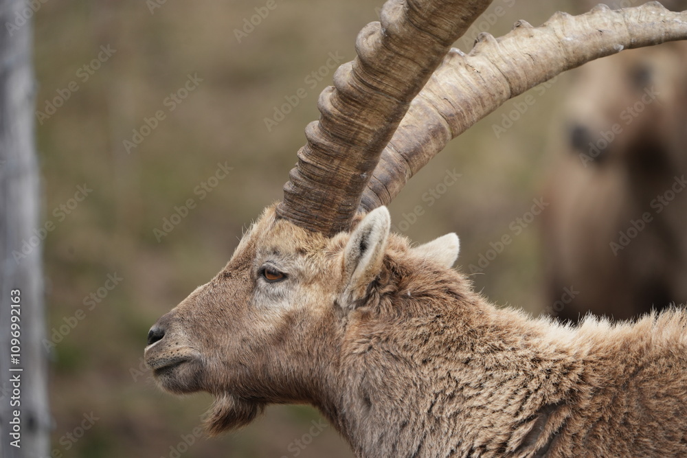 close up of a ibex steinbock in pontresina, graubuenden, ibex portrait close up - herd of ibexes in grisons, capricorn capra close up of a ibex steinbock in pontresina, graubuenden, ibex portrait close up - herd of ibexes in grisons, capricorn capra