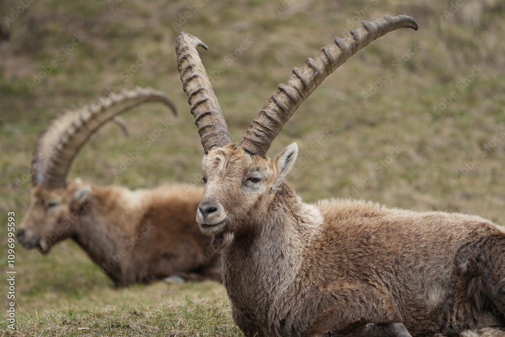 close up of a ibex steinbock in pontresina, graubuenden, ibex portrait close up - herd of ibexes in grisons, capricorn capra close up of a ibex steinbock in pontresina, graubuenden, ibex portrait close up - herd of ibexes in grisons, capricorn capra