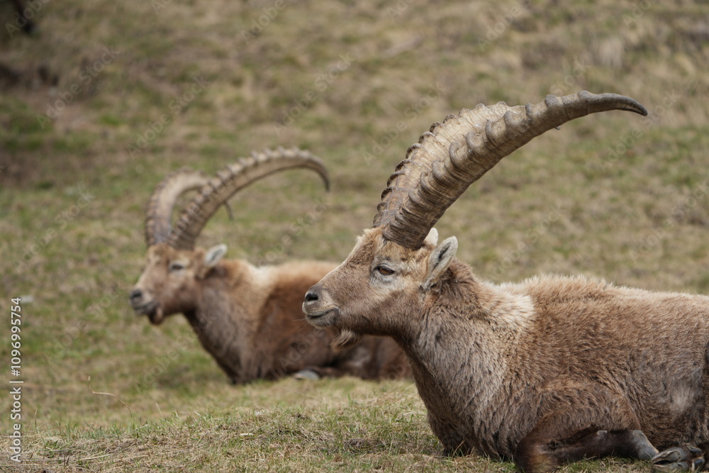 close up of a ibex steinbock in pontresina, graubuenden, ibex portrait close up - herd of ibexes in grisons, capricorn capra close up of a ibex steinbock in pontresina, graubuenden, ibex portrait close up - herd of ibexes in grisons, capricorn capra