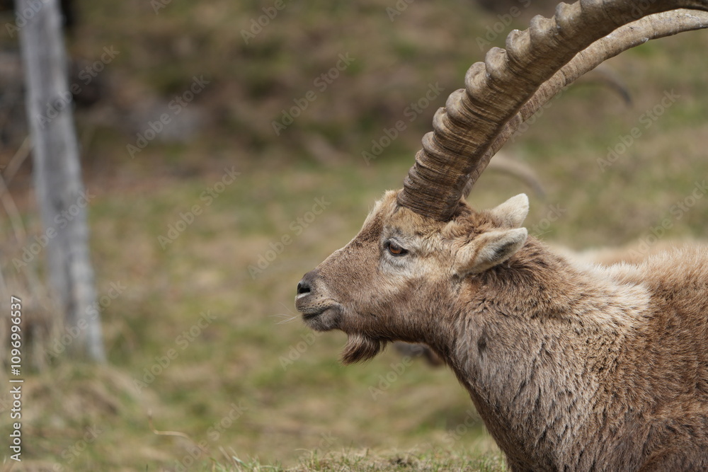 close up of a ibex steinbock in pontresina, graubuenden, ibex portrait close up - herd of ibexes in grisons, capricorn capra close up of a ibex steinbock in pontresina, graubuenden, ibex portrait close up - herd of ibexes in grisons, capricorn capra
