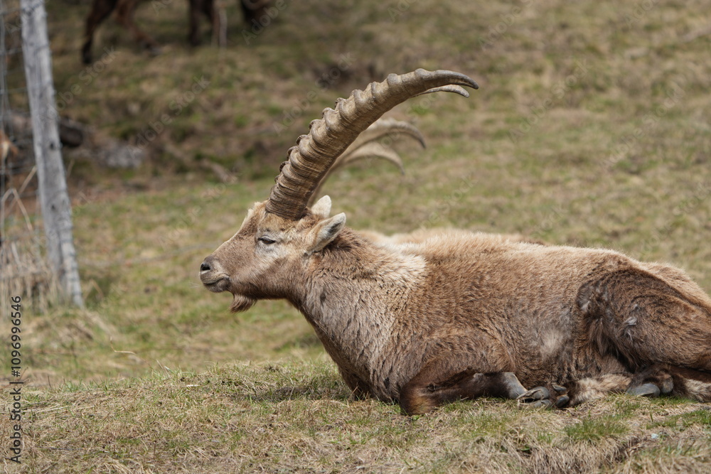 close up of a ibex steinbock in pontresina, graubuenden, ibex portrait close up - herd of ibexes in grisons, capricorn capra close up of a ibex steinbock in pontresina, graubuenden, ibex portrait close up - herd of ibexes in grisons, capricorn capra