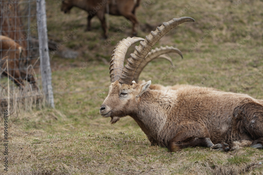 close up of a ibex steinbock in pontresina, graubuenden, ibex portrait close up - herd of ibexes in grisons, capricorn capra close up of a ibex steinbock in pontresina, graubuenden, ibex portrait close up - herd of ibexes in grisons, capricorn capra