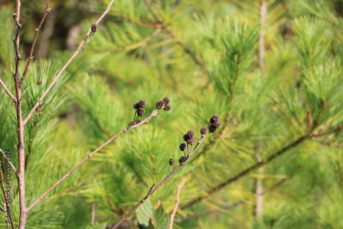 Pine cones