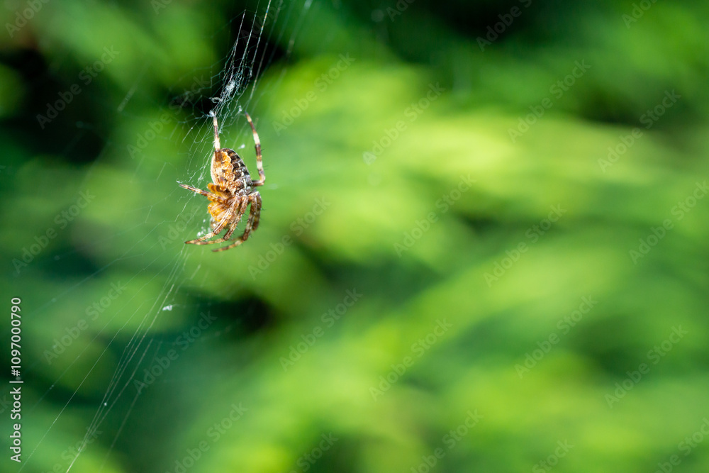 Selective focus of a spider on the spiderweb against the blurry green background Selective focus of a spider on the spiderweb against the blurry green background