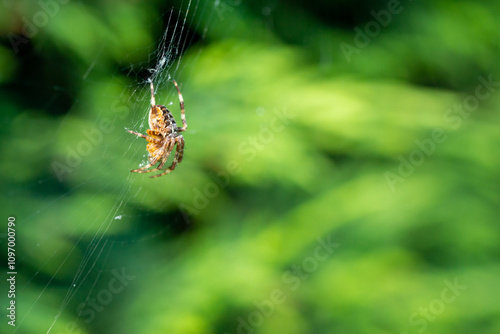 Selective focus of a spider on the spiderweb against the blurry green background