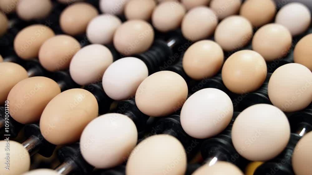 Eggs of diverse hue are moved on the conveyor. Close up. Chicken eggs are sorted at the plant. Poultry business. Eggs of diverse hue are moved on the conveyor. Close up. Chicken eggs are sorted at the plant. Poultry business.