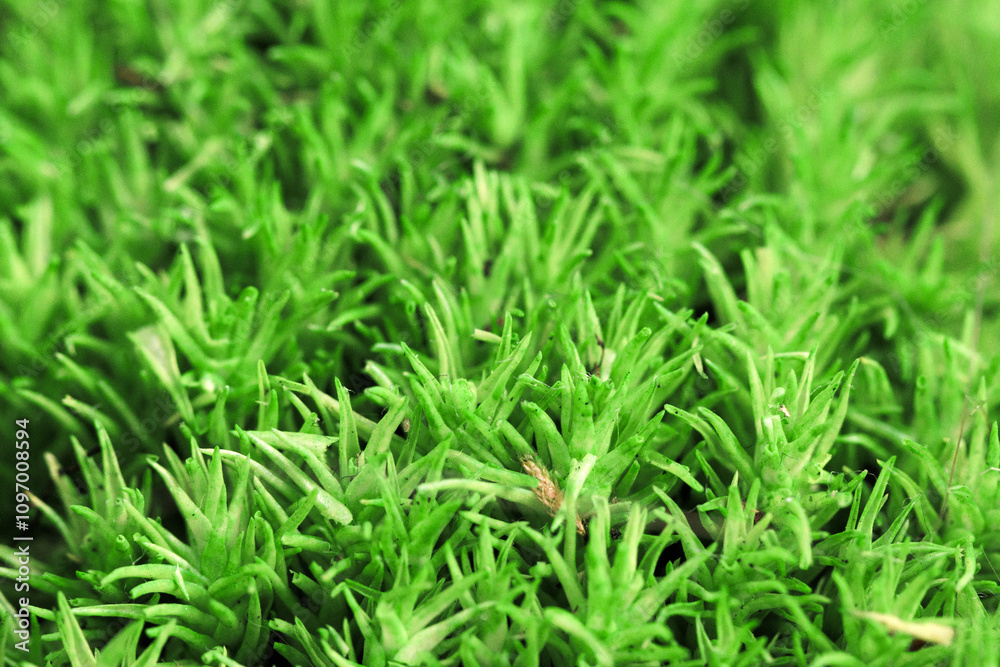 Vibrant green moss covers the ground in a lush natural setting during daylight hours Vibrant green moss covers the ground in a lush natural setting during daylight hours