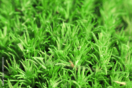 Vibrant green moss covers the ground in a lush natural setting during daylight hours