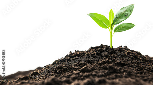 Eco Garden Dirt Texture isolated on a transparent or white background