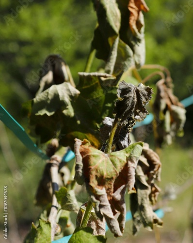 Green shoots of grapes damaged by spring frost.