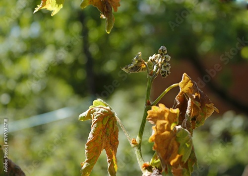 Green shoots of grapes damaged by spring frost.