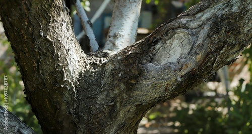 Damaged trunk of a garden tree, non-healing wound.