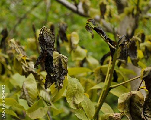 Green walnut shoots, blackened after spring frost.