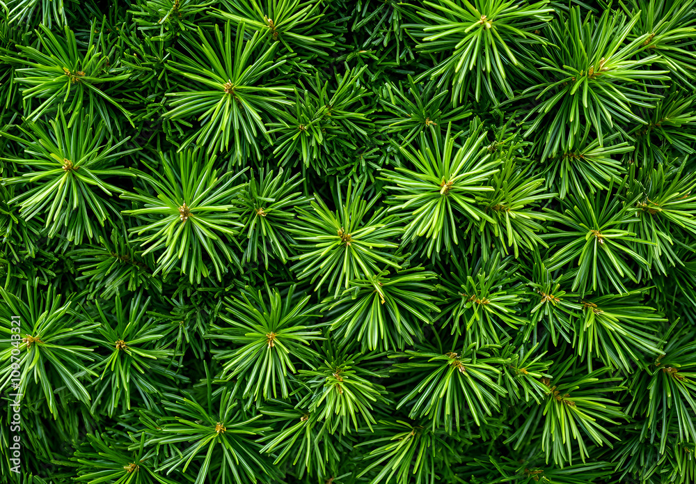 Green pine tree branches in close - up. Natural evergreen wallpaper for Christmas and New Year celebration. Green pine tree branches in close - up. Natural evergreen wallpaper for Christmas and New Year celebration.
