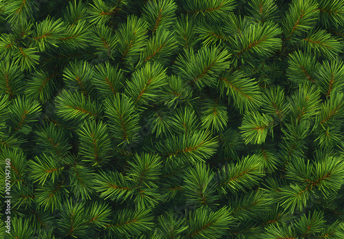 Green pine tree branches in close - up. Natural evergreen wallpaper for Christmas and New Year celebration.