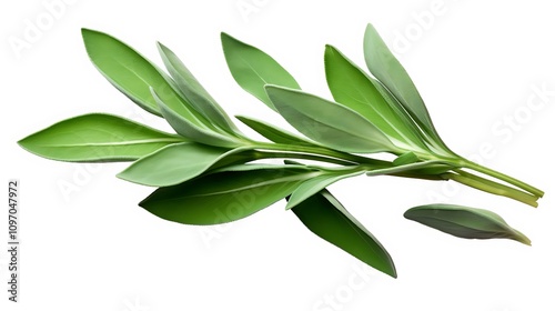 Fresh Sage Herb Isolated Against a Plain Background