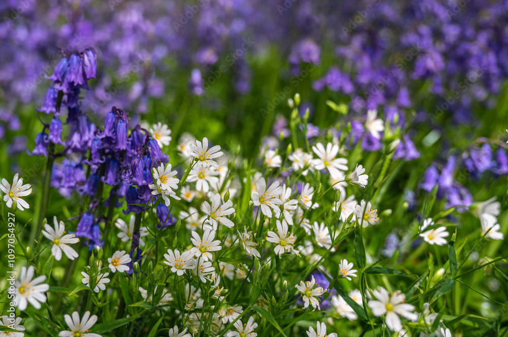 Obraz premium Forest carpet of bluebell flowers