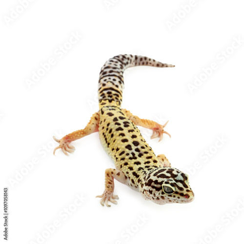 One beautiful gecko isolated on white. Exotic pet