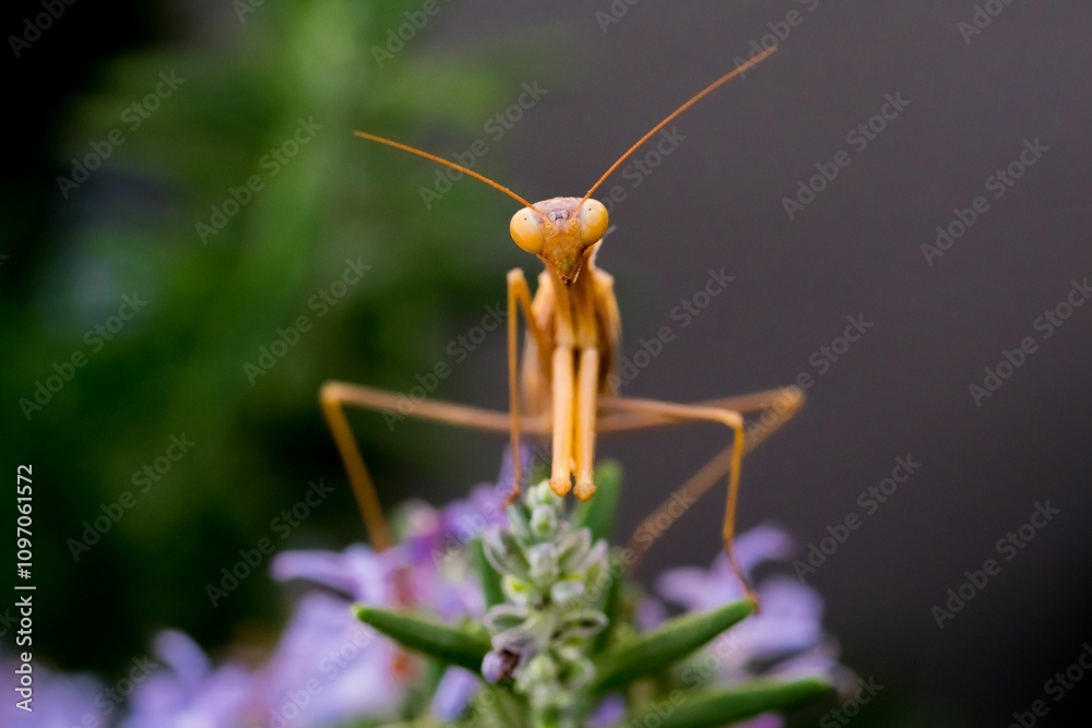 A large brown European Mantis, Mantis religiosa, waiting for its prey on a rosemary plant in Malta. A large brown European Mantis, Mantis religiosa, waiting for its prey on a rosemary plant in Malta.