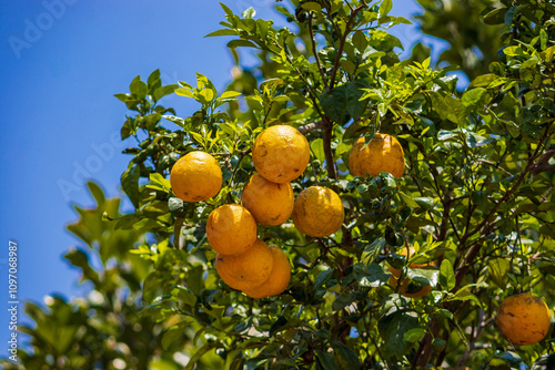 orange, Citrus × sinensis