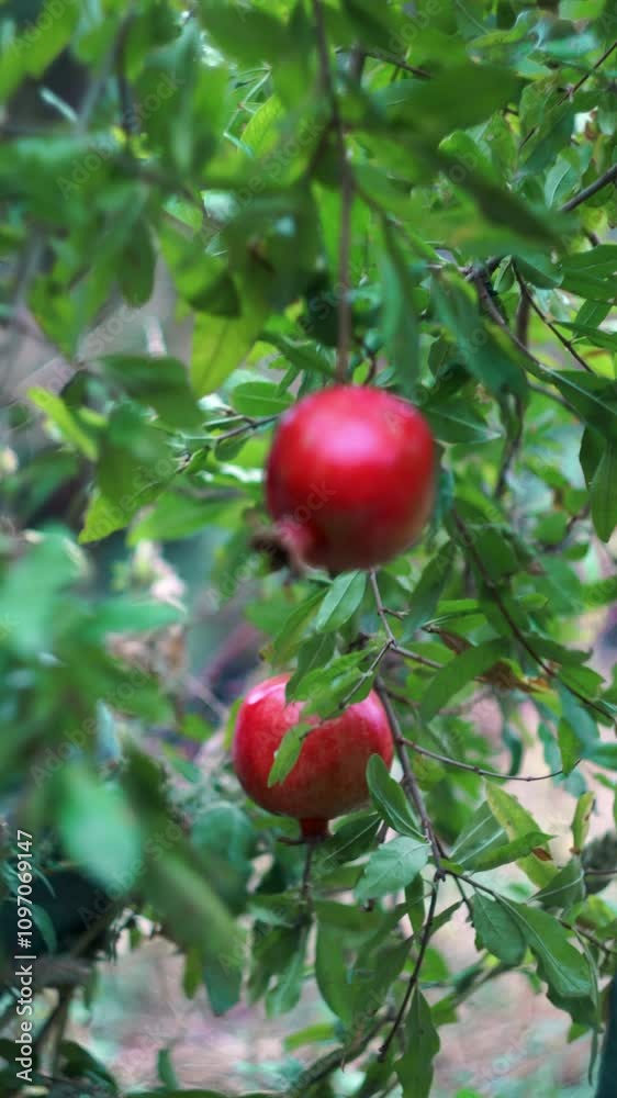 Ripe pomegranates in the garden are cut in autumn Ripe pomegranates in the garden are cut in autumn