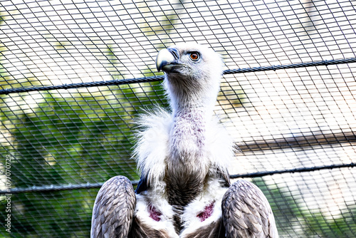 Image of a griffon vulture in captivity in a recovery center in the province of Lerida 