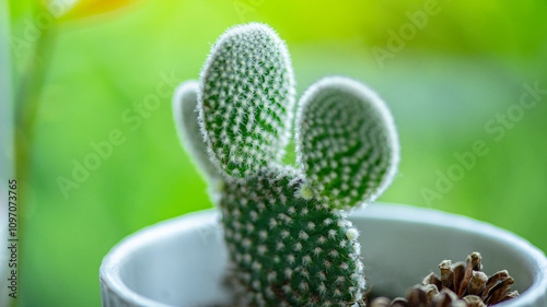 Bunny ears cactus in a pot photo