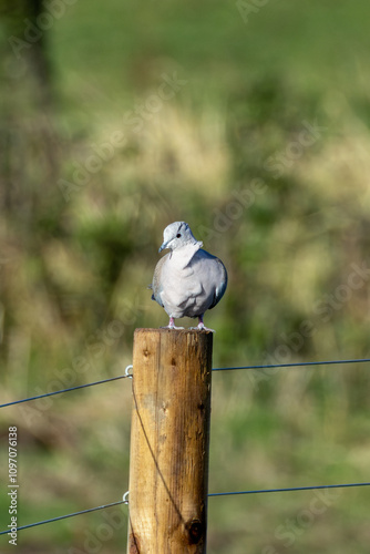 Collared Dove (Streptopelia decaocto) – Commonly found in urban areas, Baldoyle Racecourse, Dublin photo