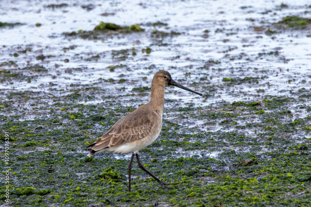 Black-tailed Godwit (Limosa limosa) – Commonly found in wetlands and estuaries, Bull Island, Dublin Black-tailed Godwit (Limosa limosa) – Commonly found in wetlands and estuaries, Bull Island, Dublin