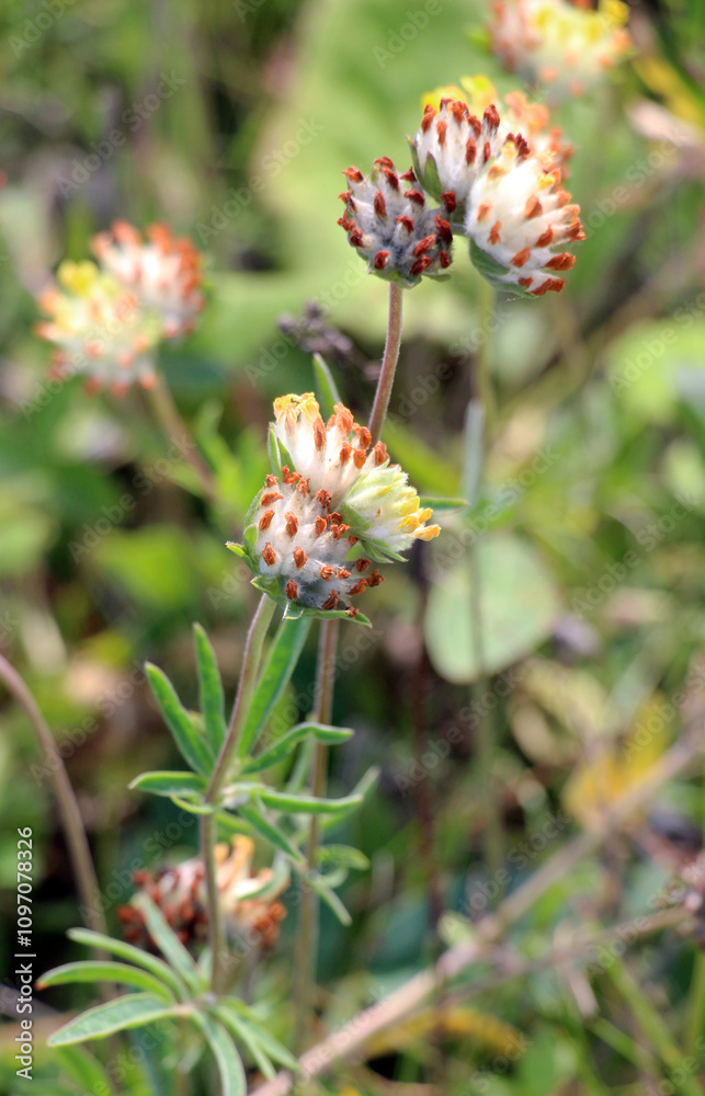 Anthyllis vulneraria grows in nature Anthyllis vulneraria grows in nature
