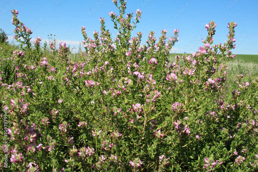 In nature, Ononis arvensis blooms in the meadow In nature, Ononis arvensis blooms in the meadow